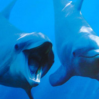 Cover Magazine Grafik